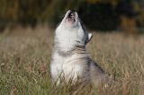ALASKAN MALAMUTE 483